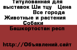 Титулованная для выставок Ши-тцу › Цена ­ 100 000 - Все города Животные и растения » Собаки   . Башкортостан респ.